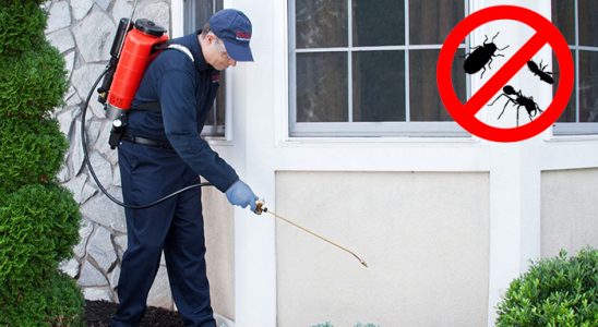 Keşap Hamam Böceği İlaçlama böcek ilaçlama ve haşere kontrolü — ilaclama-tr.com
